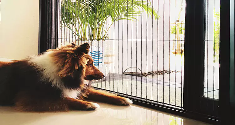 Sliding Screen Pet Door Repair in Brownsville, FL