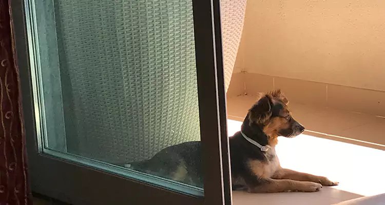 French Door Pet Screen Repair in Brownsville, FL